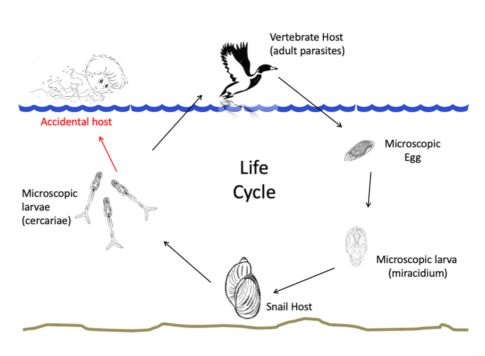 SI Cycle