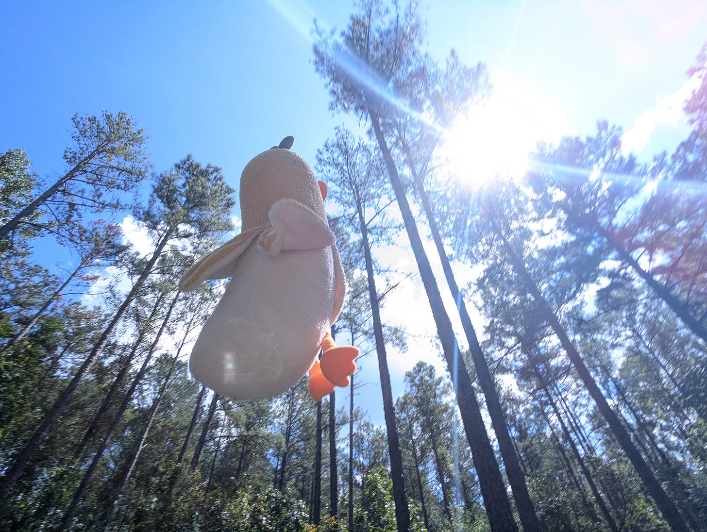 A stuffed banana bird floating in front of pine trees on a sunny day.