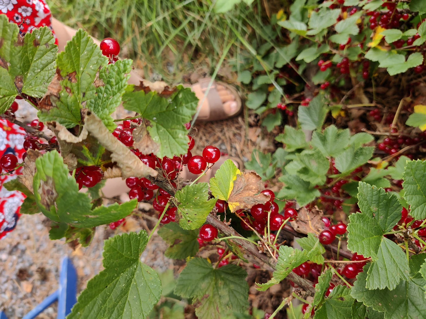 Punaviinimarjat saavat tänä vuonna jäädä pensaisiin.