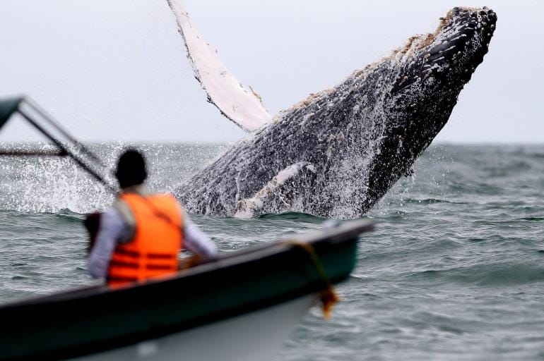 Imágenes de avistamientos de ballenas en el Pacífico colombiano - Otras  Ciudades - Colombia - ELTIEMPO.COM