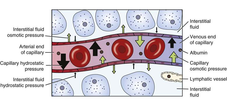 [DIAGRAM] Diagram Of Interstitial Fluid - MYDIAGRAM.ONLINE