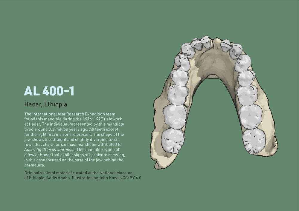 AL 400-1 mandible with information