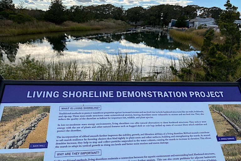 New York State's new Living Shorelines Act will support development of projects like this at Cedar Beach in eastern Long Island. Image by Erik Hoffner for Mongabay.