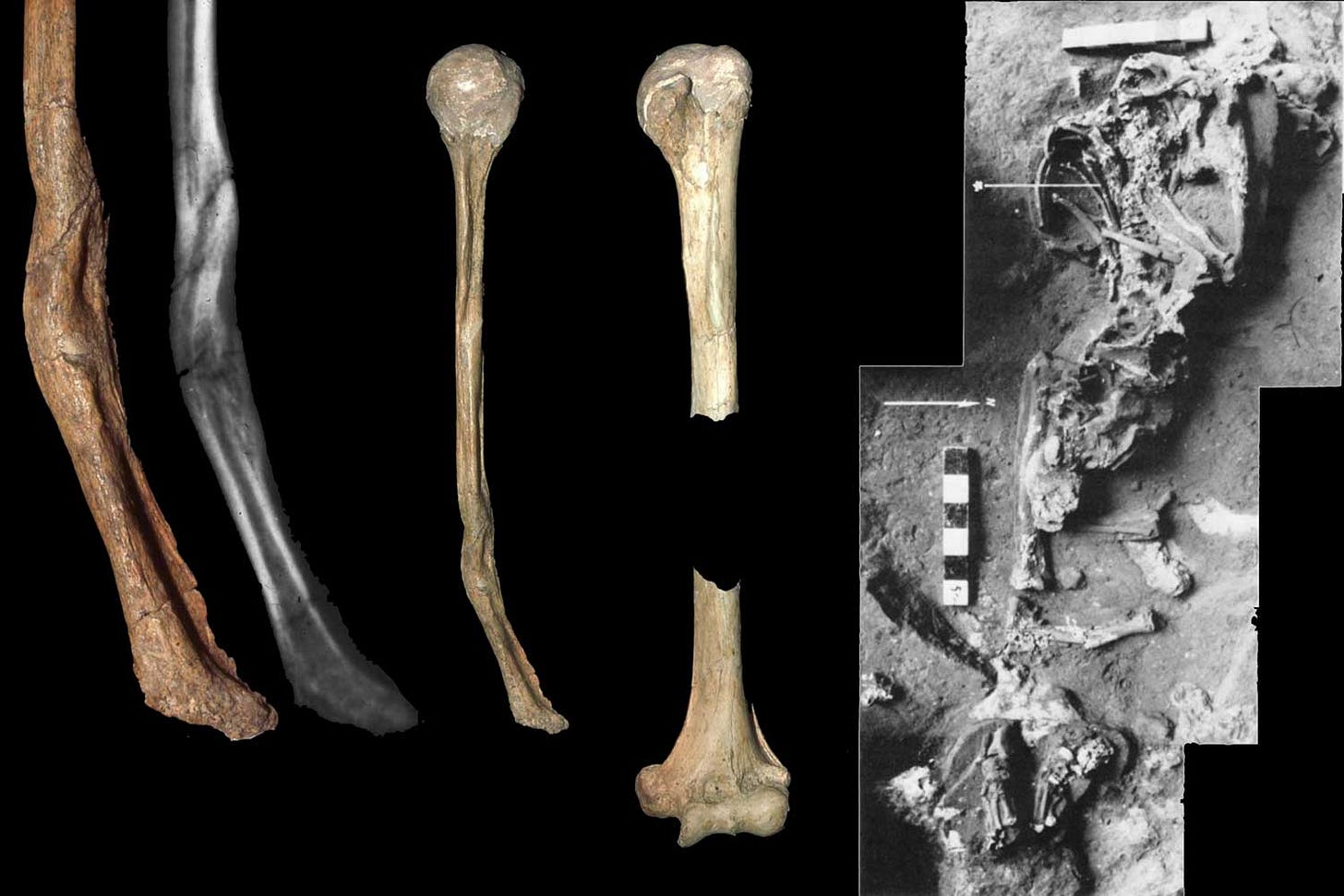 Skull of the Shanidar 1 individual with portions of the upper body skeleton visible, on a blue velvet table Skull of the Shanidar 1 individual with portions of the upper body skeleton visible, on a blue velvet table