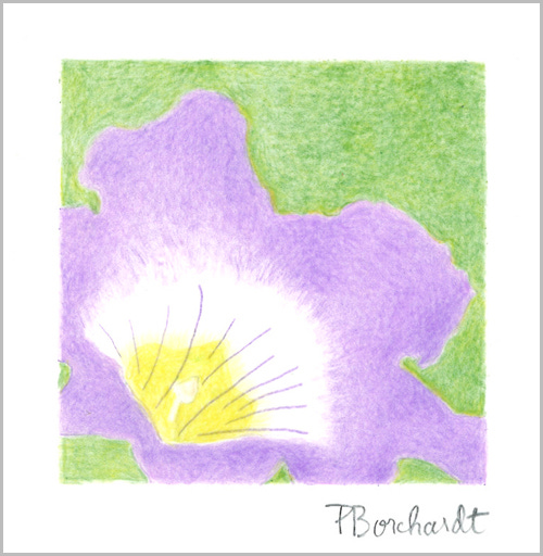 Purple Mat Flower (colored pencil on vellum)