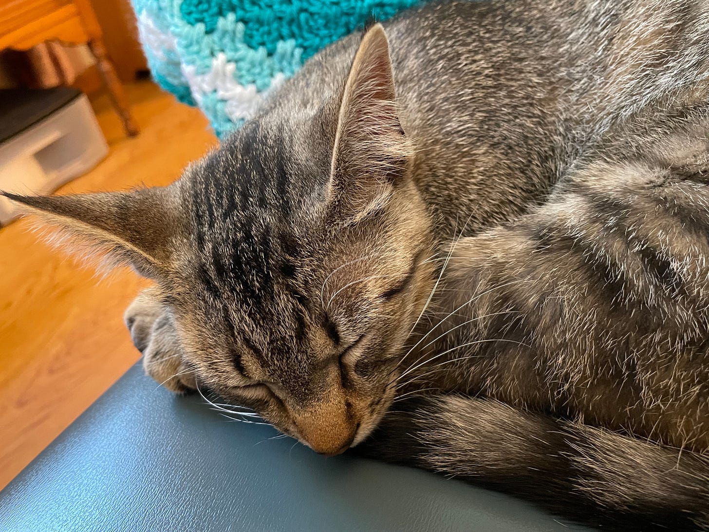 Brown striped cat curled up asleep on chair