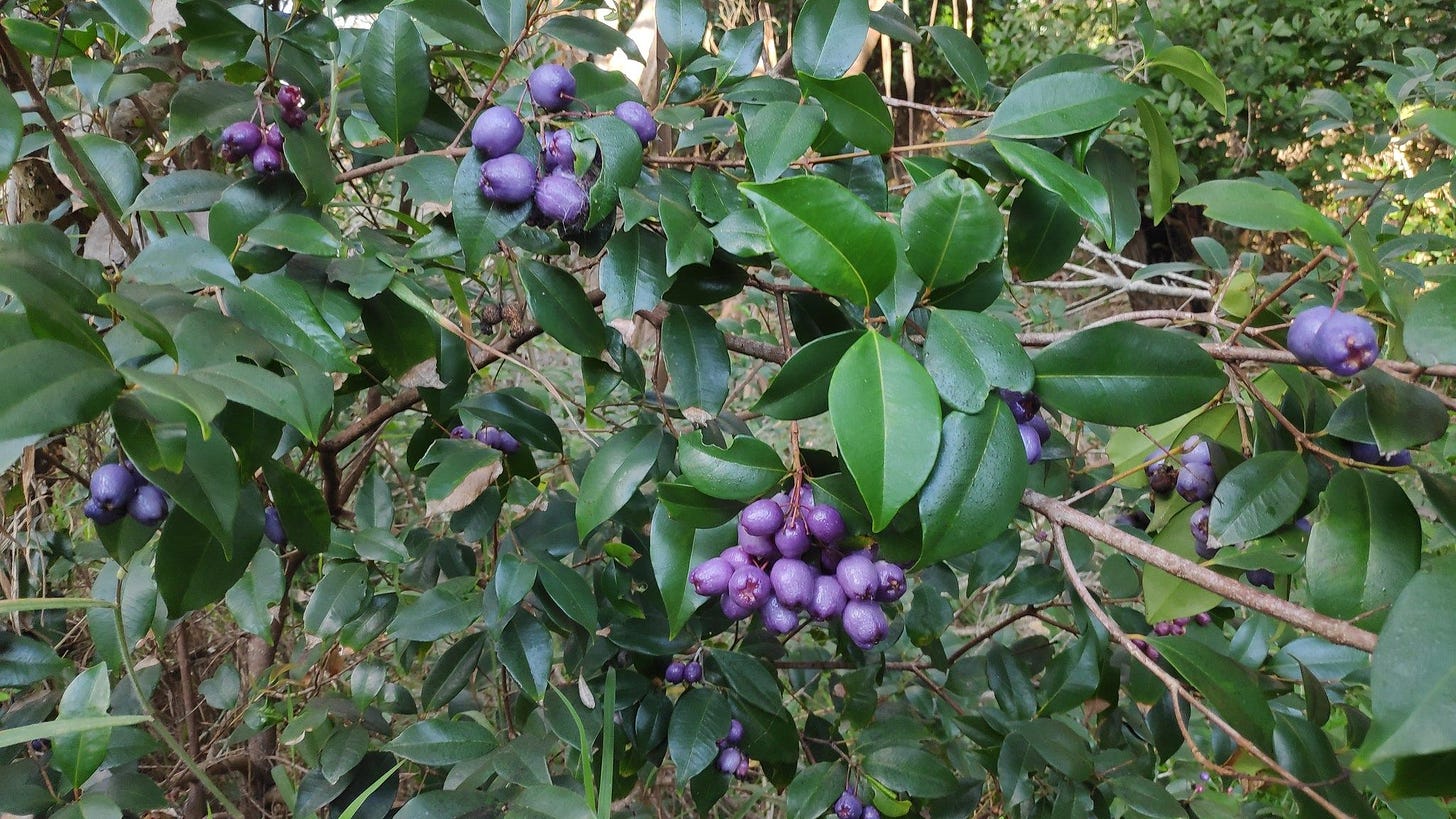 Syzygium oleosum [blue lilly pilly - ATLAS - Daniel, 2020].jpeg