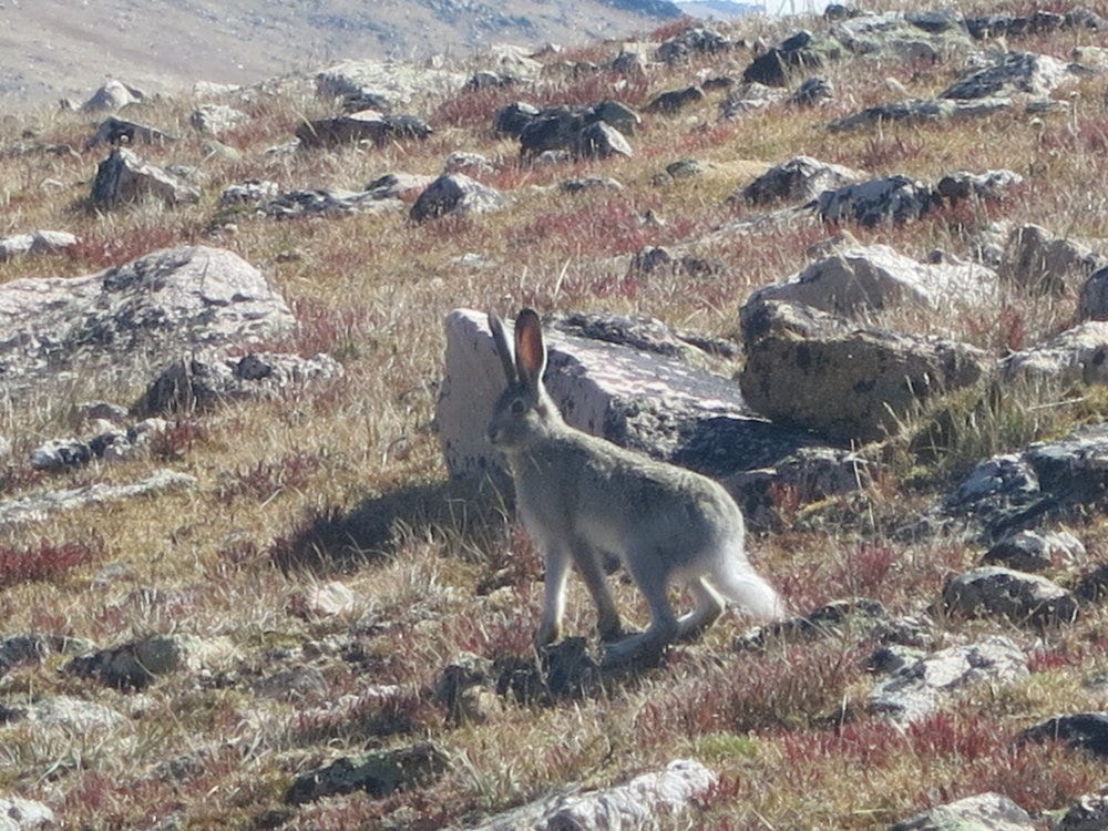 My first ever hare spotting! 