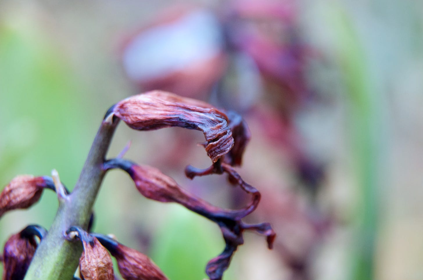 A spent hyacinth bloom is softly elegant in a maroon spiral in evening light.
