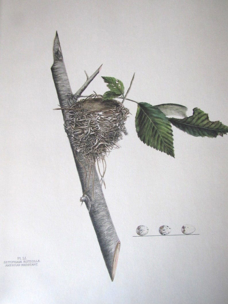 A vintage drawing in colour of an empty bird's nest.