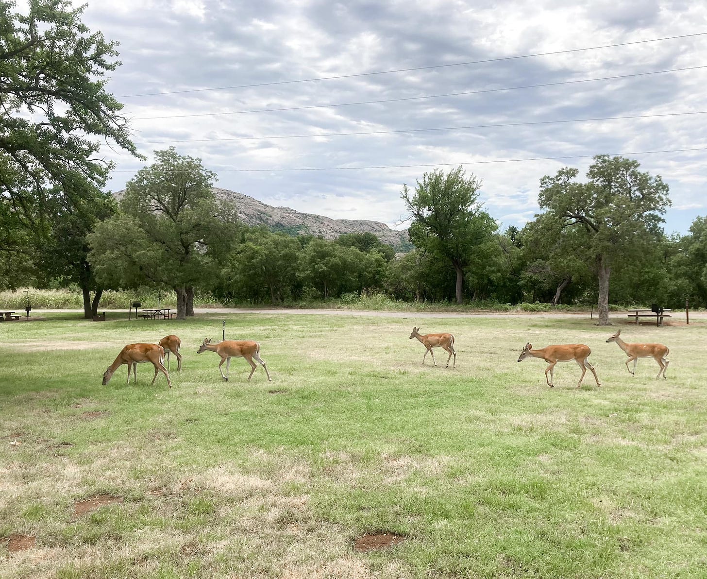 May be an image of deer, antelope and horn