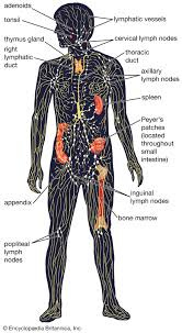 Lymphatic system | Structure, Function ...