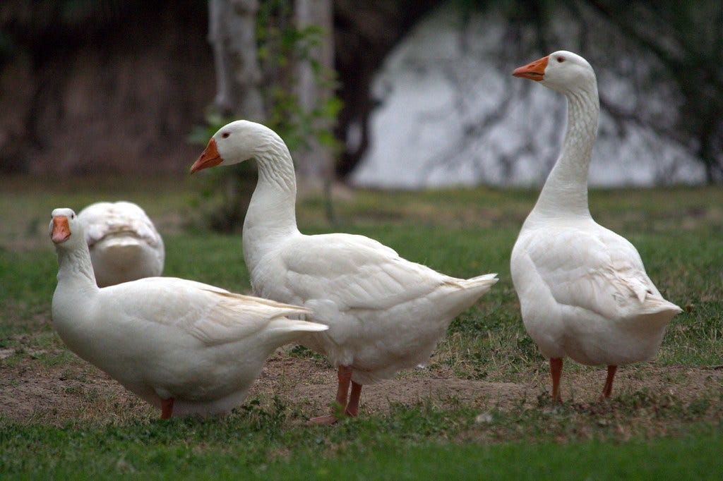 White geese | As photographed in El Dorado Park, in Long Bea… | Robert  Miller | Flickr