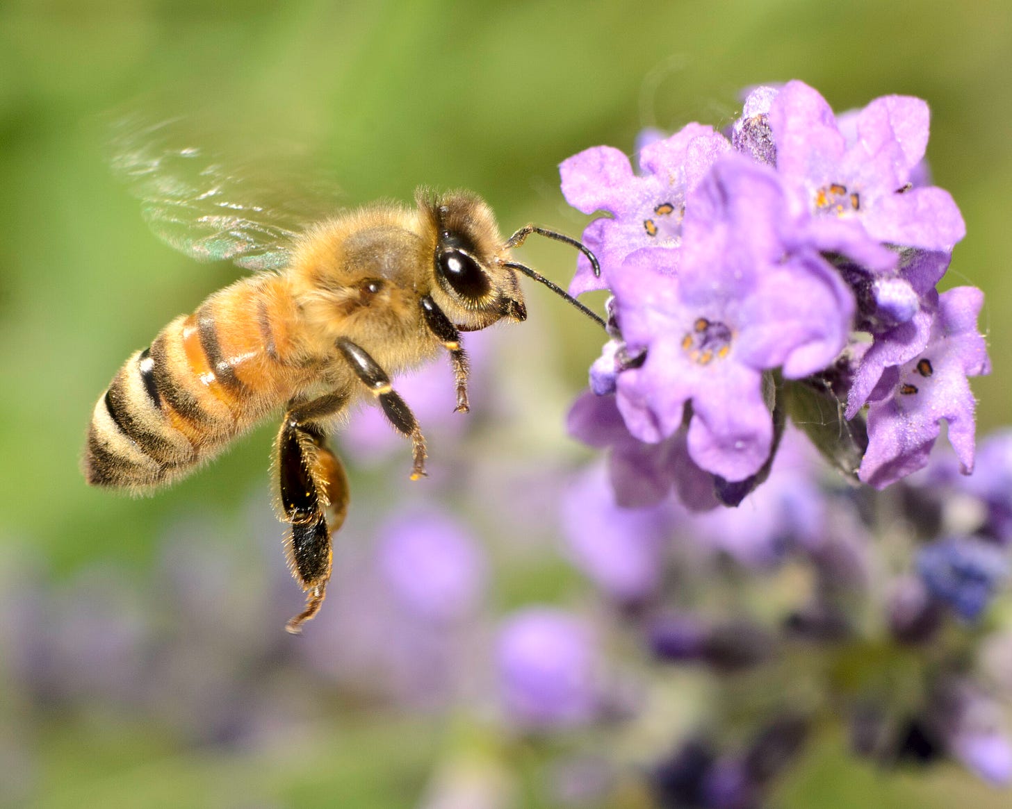 Fun Facts about Honey Bees — Seattle's Favorite Garden Store Since 1924 -  Swansons Nursery