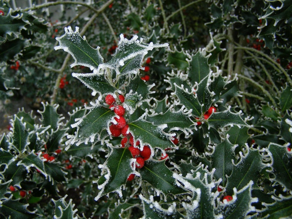 Hoarfrost Ilex Berries