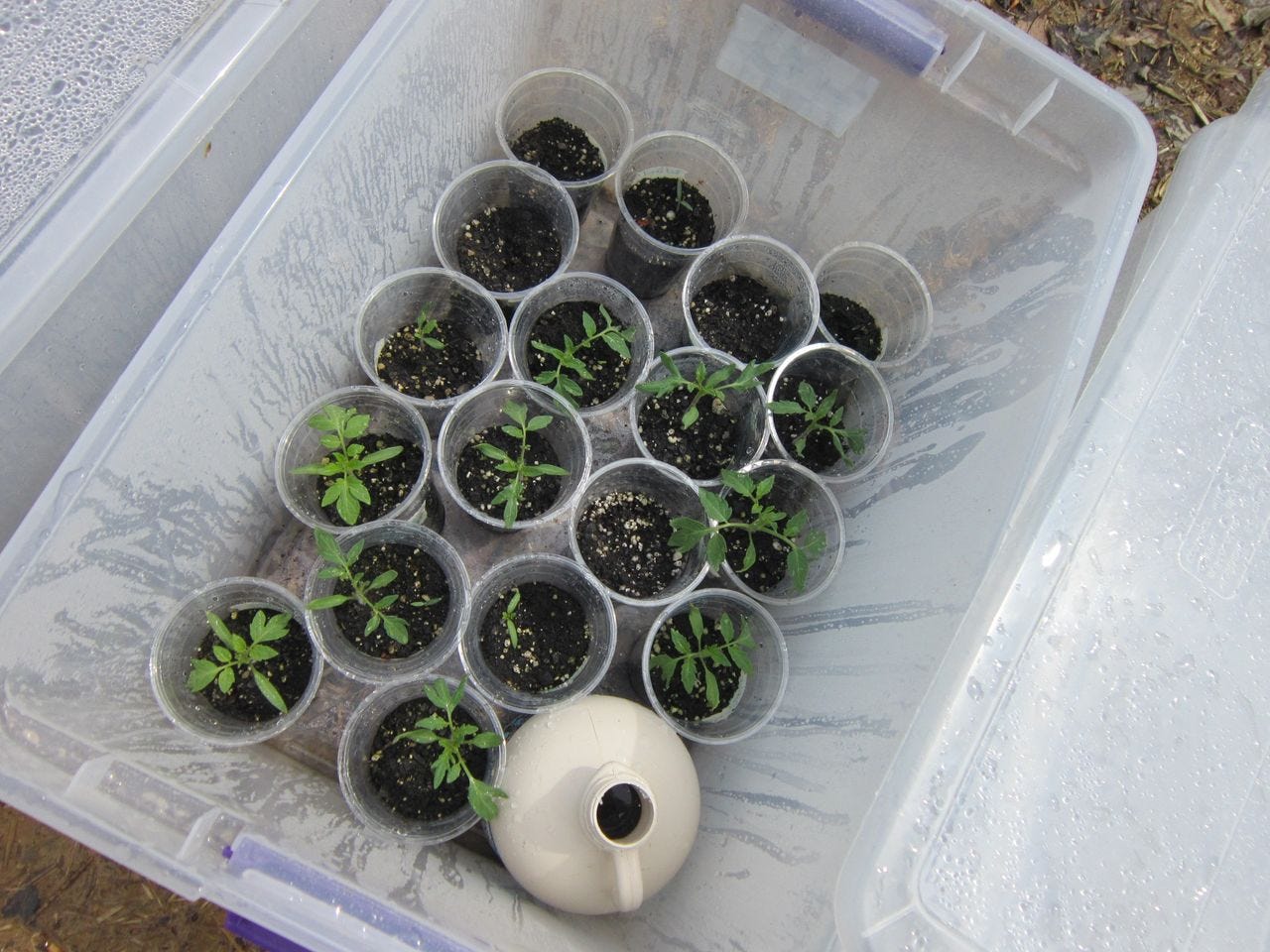 Proof that tomato seedlings grow via this method. I should have taken more photos! Tomato plants in cups in a plastic bin.