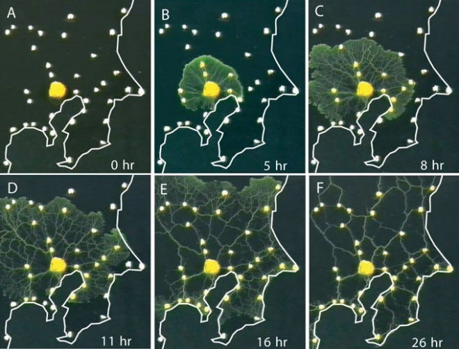 A scientific experiment with yellow slime mold (Physarum polycephalum) showing the mould represented by yellow blobs on a dark green background, where they have made tunnels towards oat flakes, over a series of 6 images labelled A-F taken over a 26 hour period