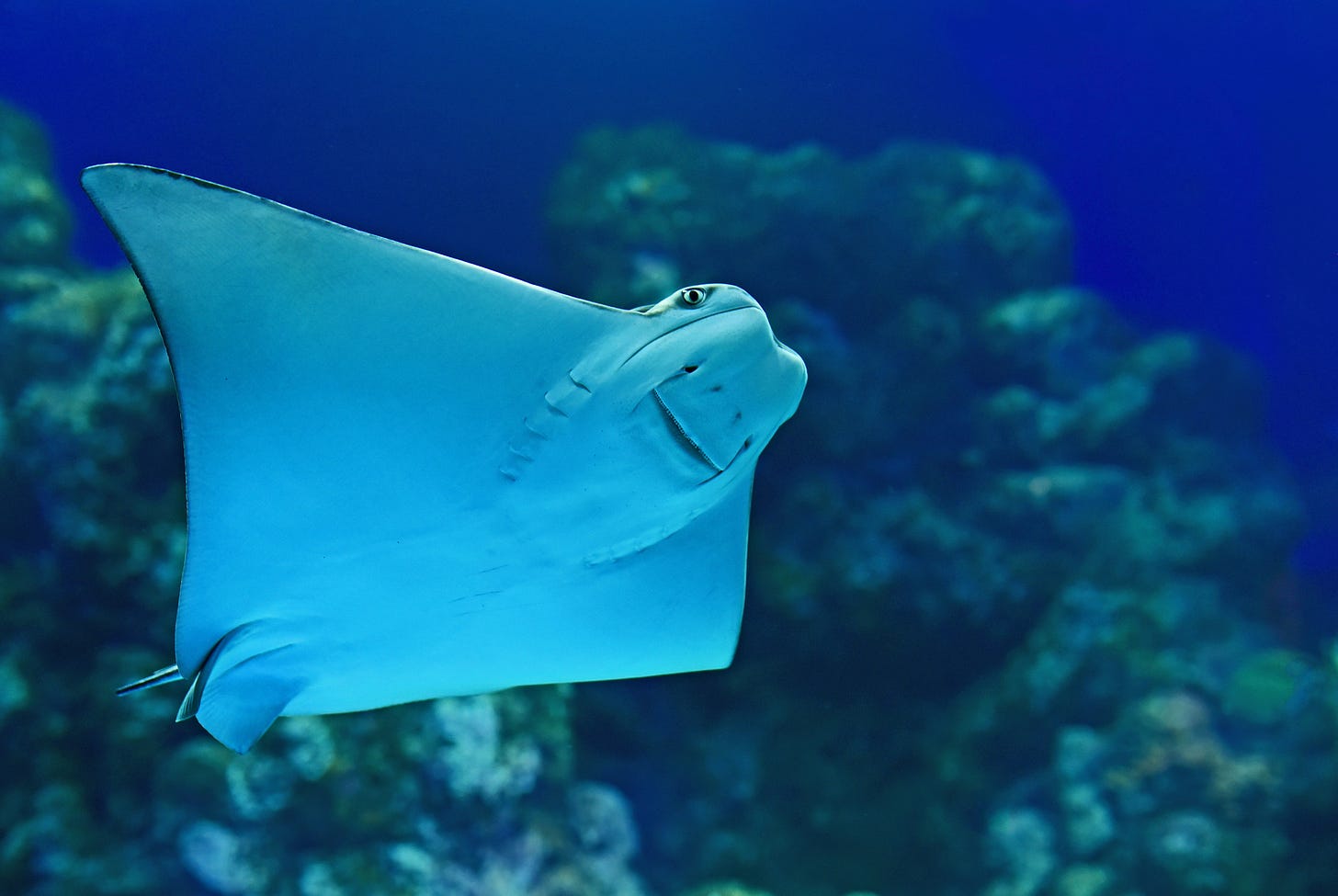 A blue stingray that appears to be smiling