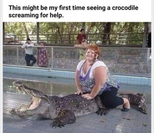 #Animals #Reptiles #Crocodiles #Memes