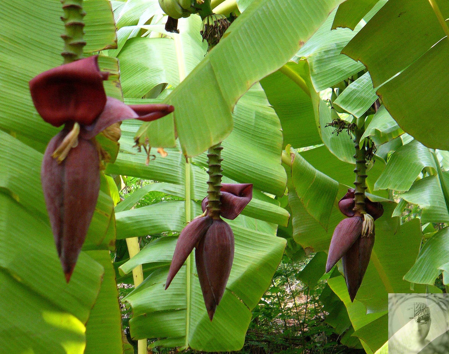 banana leaves and flowers