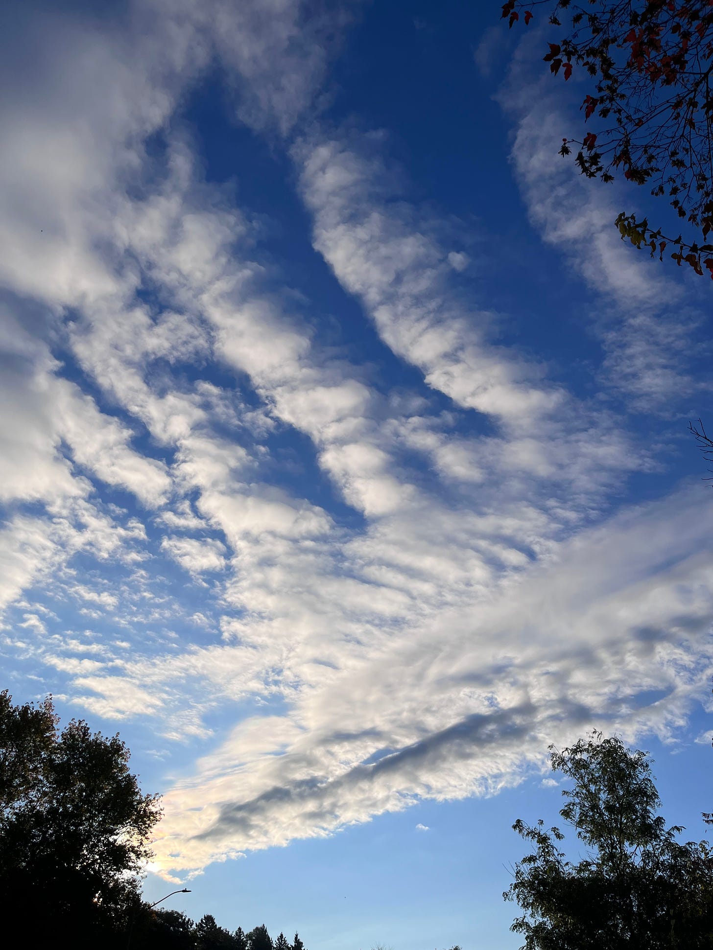 A photograph of a blue sky and white clouds that have formed into an interesting pattern across the sky. The sky is frames by a few tree branches along the right side and bottom side of the photo. 
