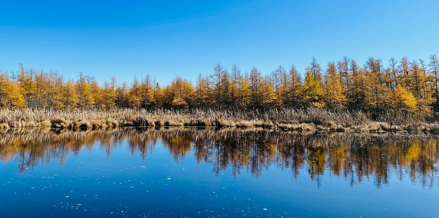 Yellow tamaracks reflecting into a glassy blue pond.