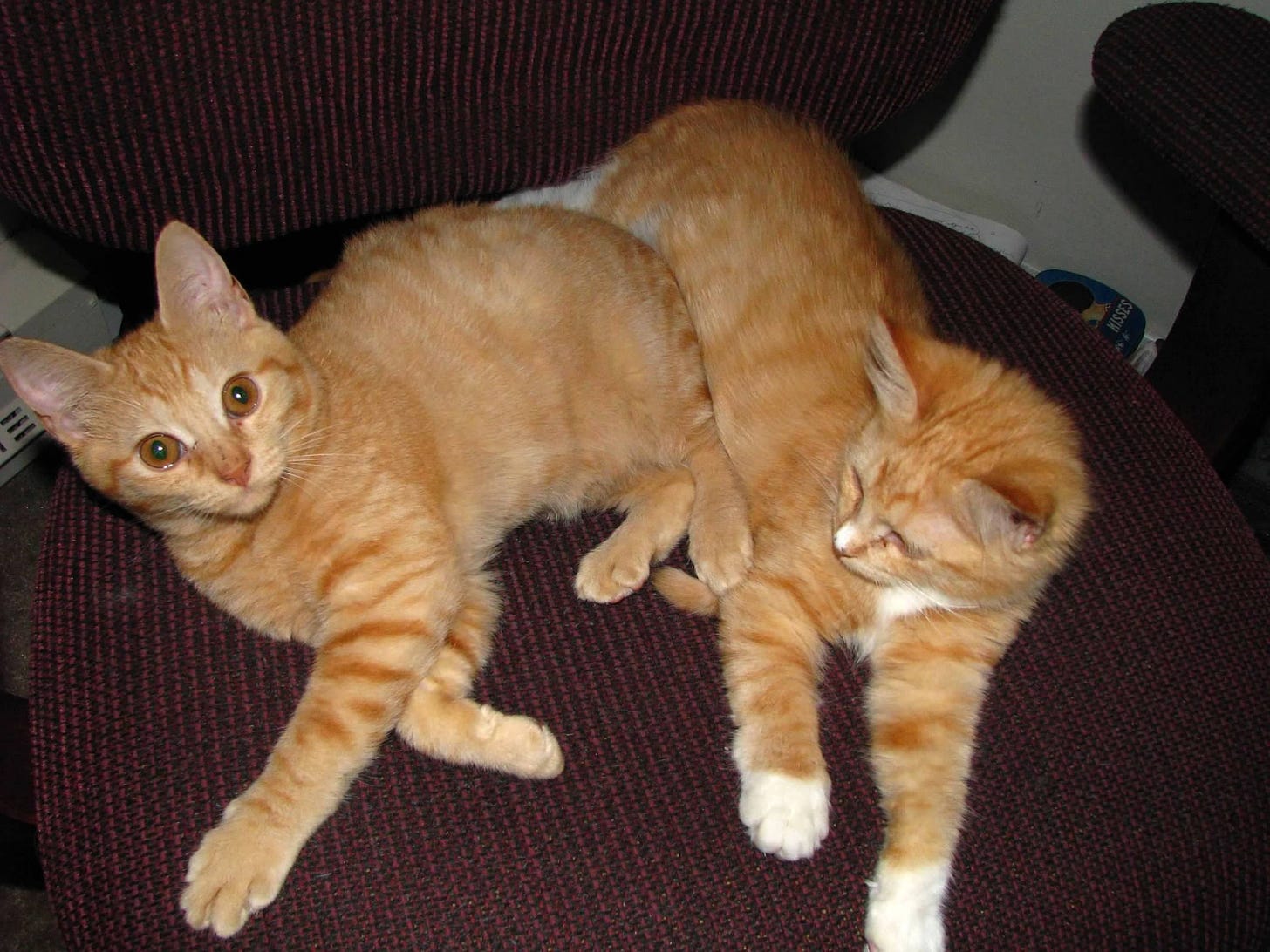 Cuppy and Stella as kittens sitting on a chair