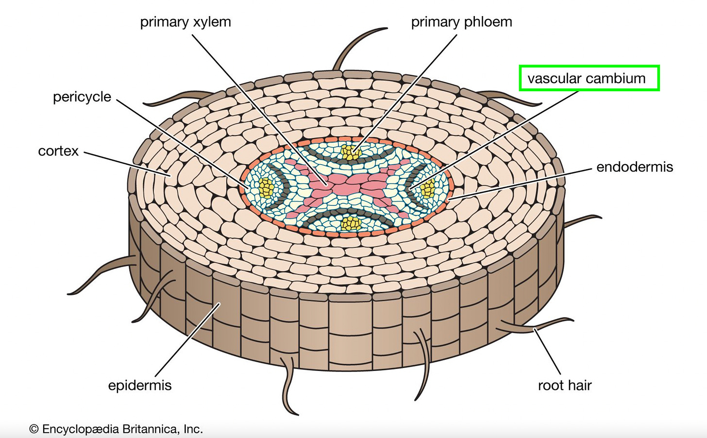 A diagram of a cross section of a tree limb. It appears as a series of concentric circles. From outside in, the layers are labeled as epidermis, cortex, endodermis, pericycle, primary phloem, cambium, primary xylem.