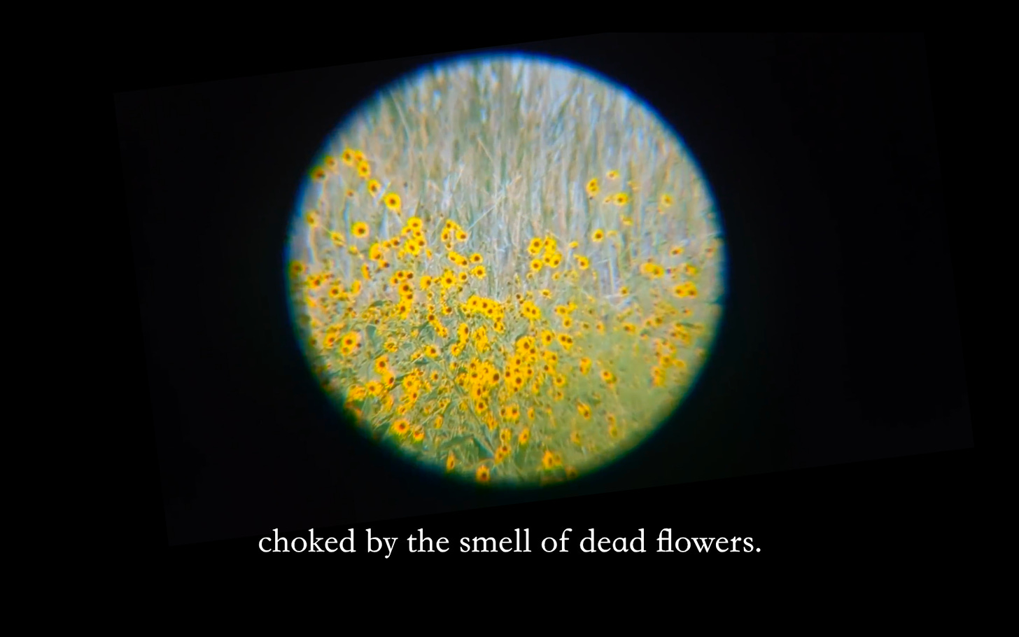 still from the video showing a field of yellow flowers through a telescope lens. below the image are subtitles that read "choked by the smell of dead flowers."