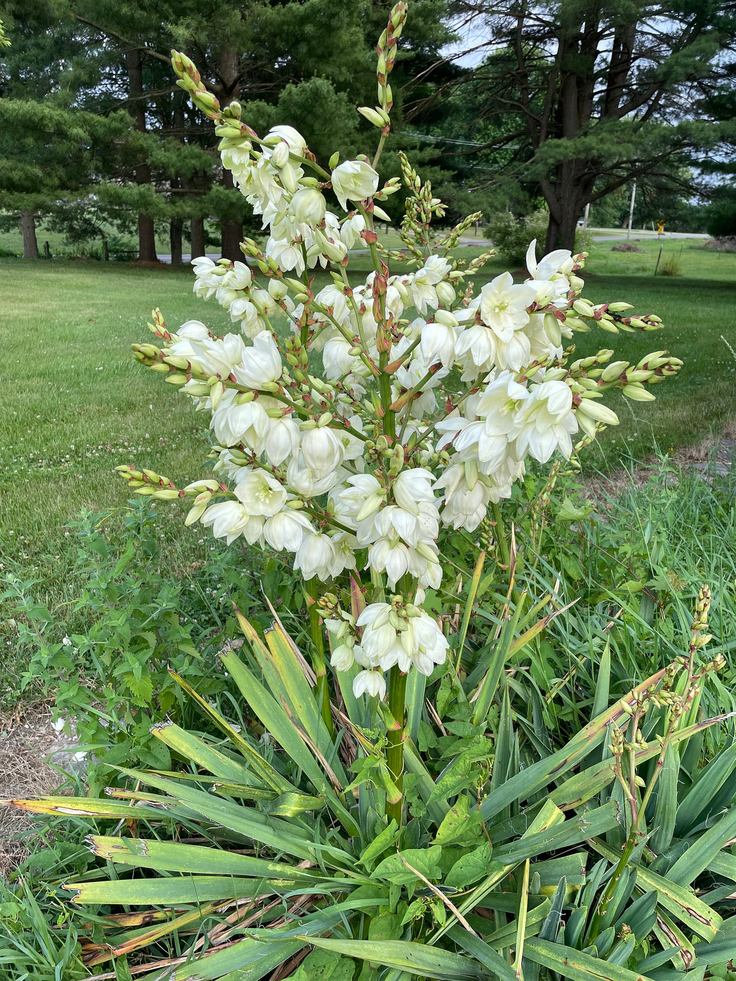 Blooming Yucca