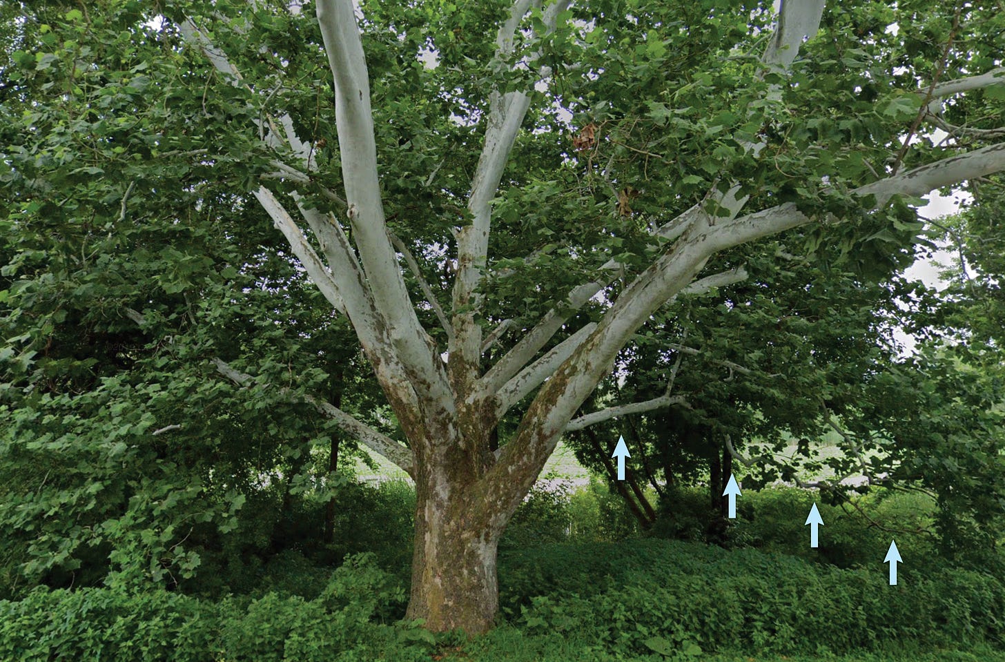 An American sycamore tree, with a long branch marked by arrows.