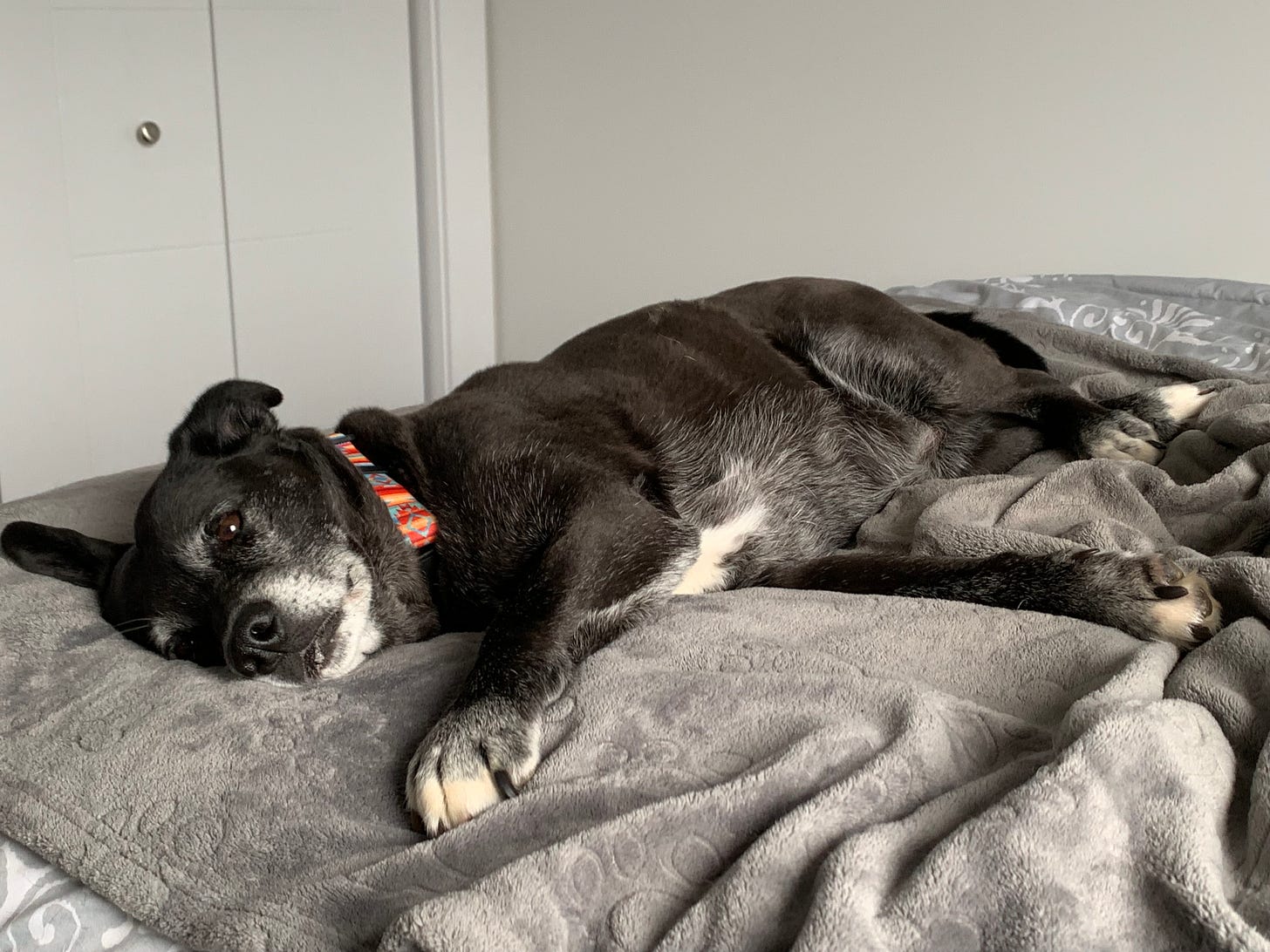 Black and white senior dog lying on grey blanket on bed