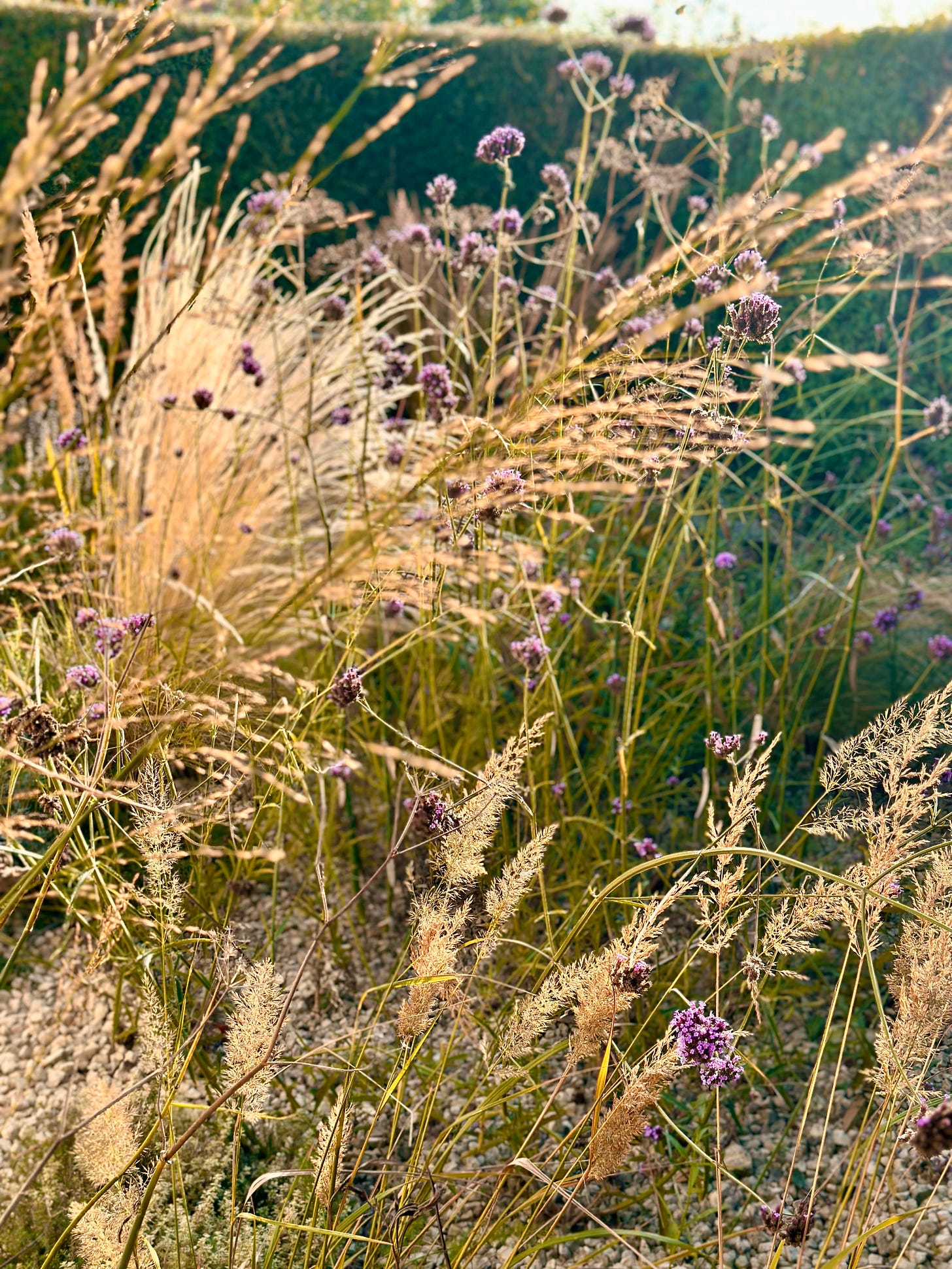 Grasses and golden light in a gravel garden