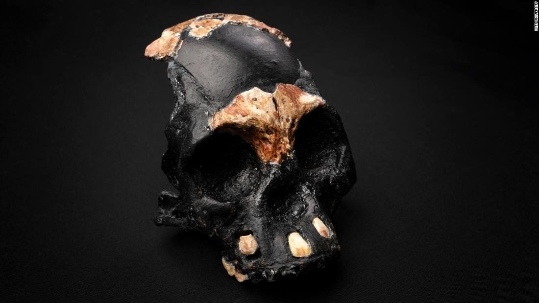 Reconstruction of Leti skull. 