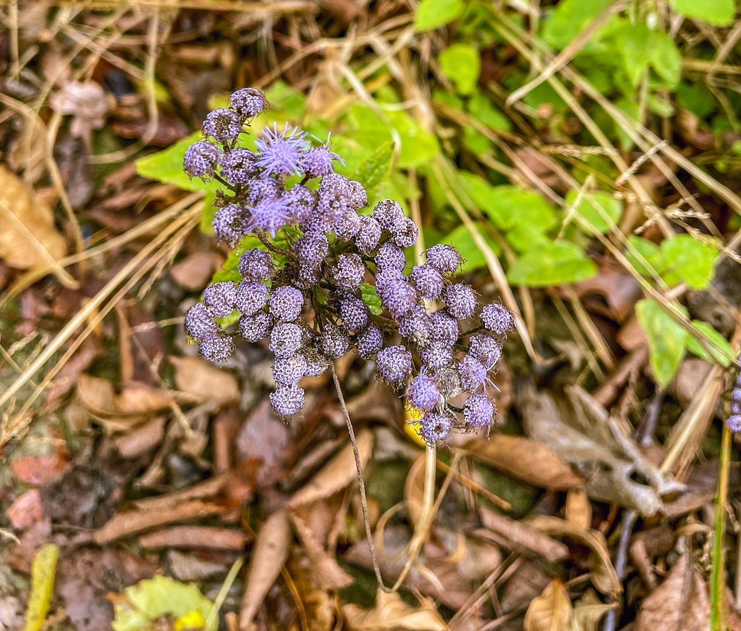 Picture of a small plant maybe a couple inches off the ground with a cluster of tiny blue flowers that are about to bloom