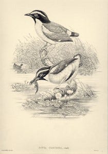 Uncolored lithographic proof print of Pitta concinna pair