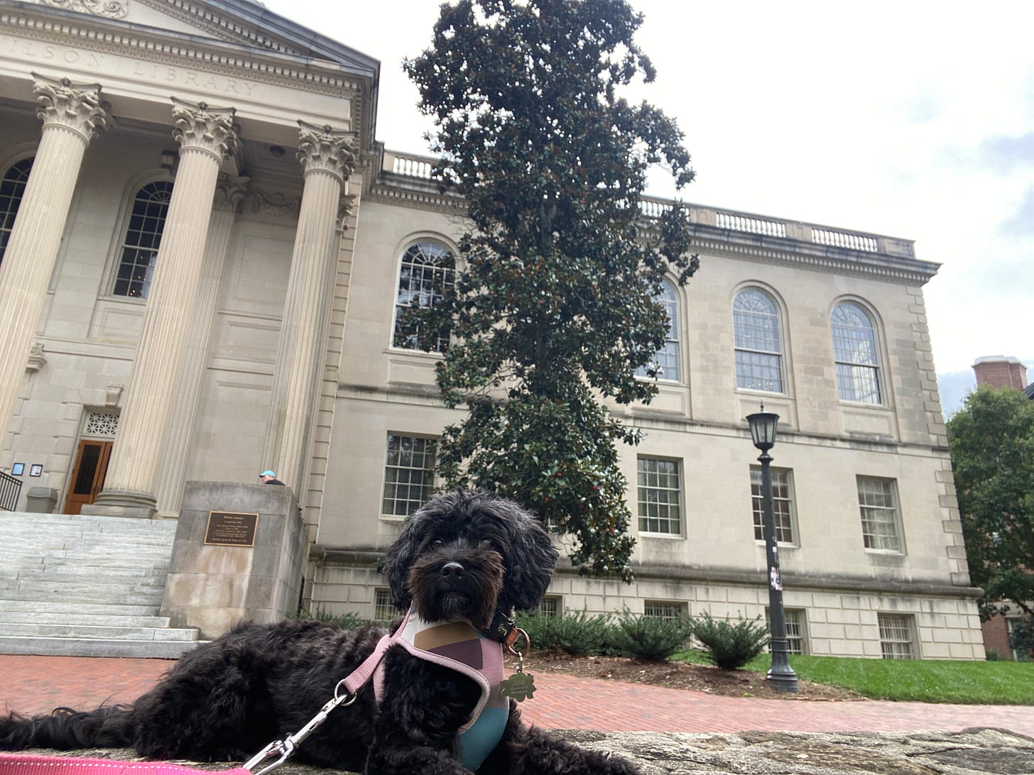 A small black dog with curly hair sitting outside of a big library with Greek style columns and a magnolia tree.
