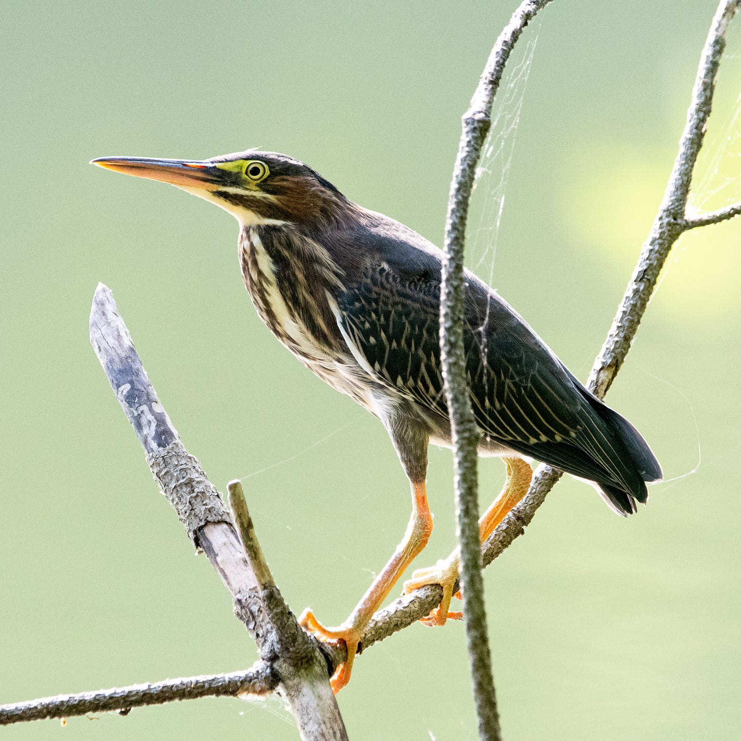 A green heron perched on a curving branch like an arrow in a drawn bow