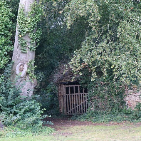 alt="mysterious wooden hut hidden by tree. Pic courtesy of Bramble and Fox UK hygge cottagecore shop"