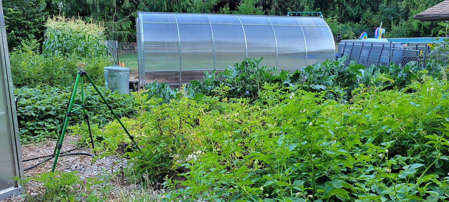 a lush garden of green foliage with a tall stand of corn, a rounded greenhouse, tall sprinklers, and a swimming pool in the background