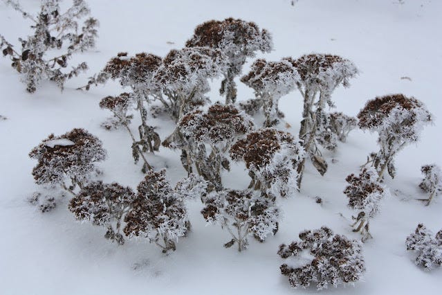 sedum in the snow