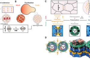 (A) Embryonic tissues elongate via convergent extension, where cell polarization directs active stresses, driving rearrangements (T1 transitions). (B) Fluctuating stresses fluidize tissues, enabling morphogenesis. (C) Key cell processes—force production, polarization, and adhesion—are modeled in robotic units: actomyosin as motorized gears, chemoreceptors as photodiodes, and cadherins as rolling magnets. Polarity conventions differ from biology. (D) Photos of two robotic units (top and isometric views), showing gear rotation and applied forces. Scale bar: 5 cm.