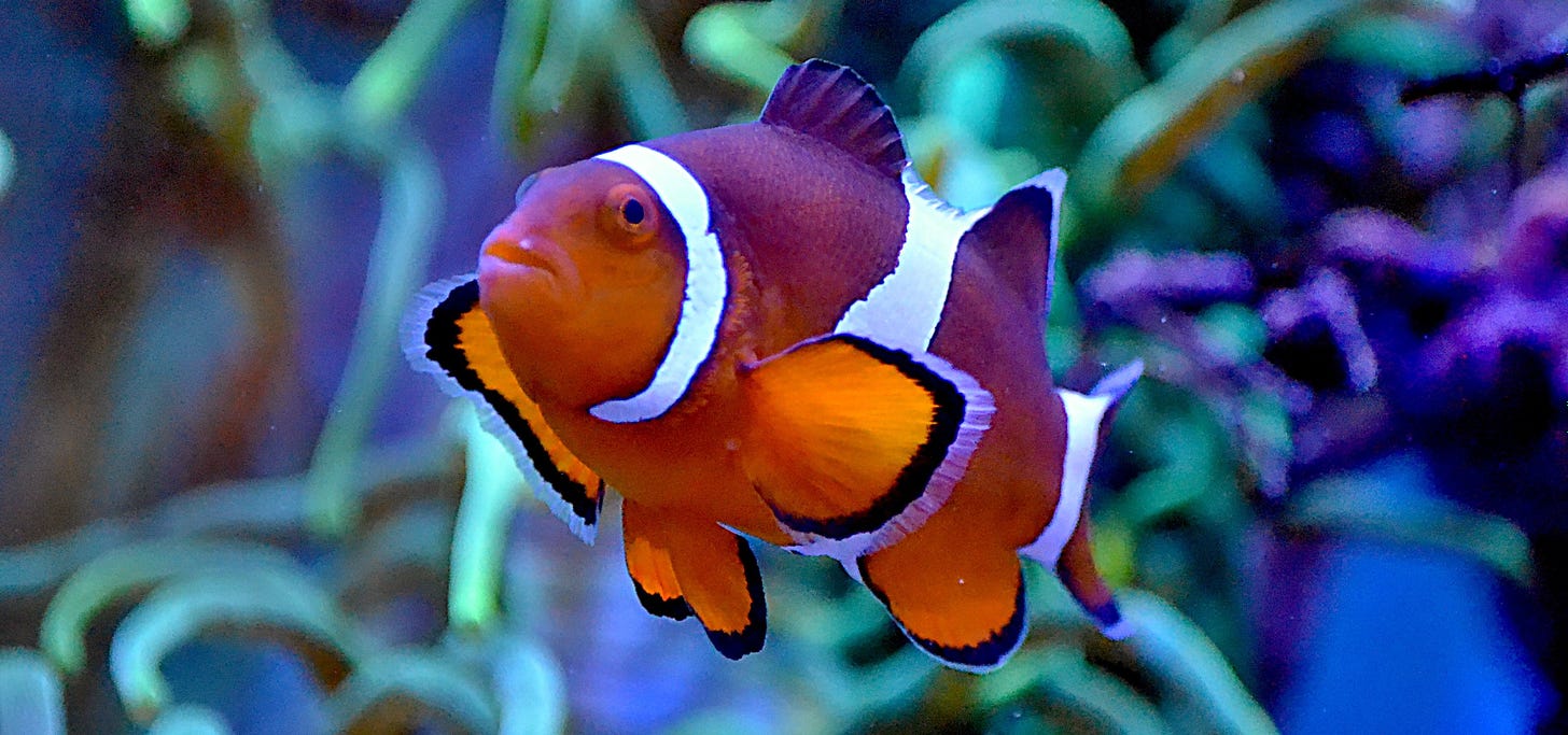 A bright orange clownfish, swimming in front of twisty green corals.