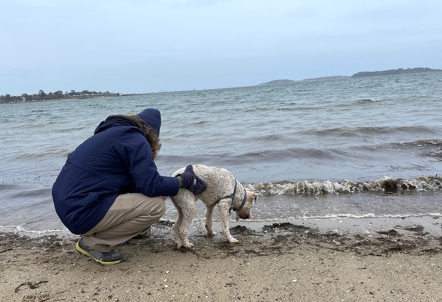 Barley, a medium-sized white dog, stands unsteadily on the shore looking at the small, incoming waves. 
