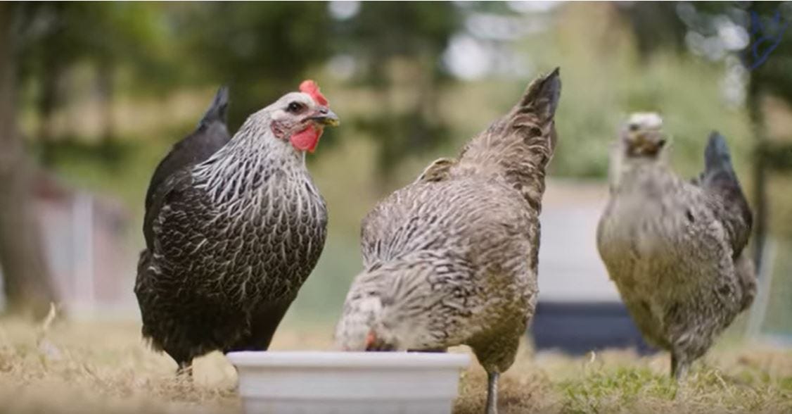 3 hens eating out of a bowl