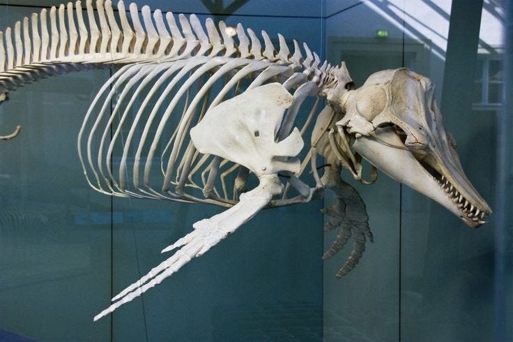 Majestic Dolphin Skeleton