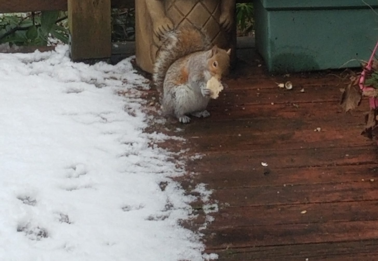 squirrel eating bit of bread next to some wet snow on a wood patio