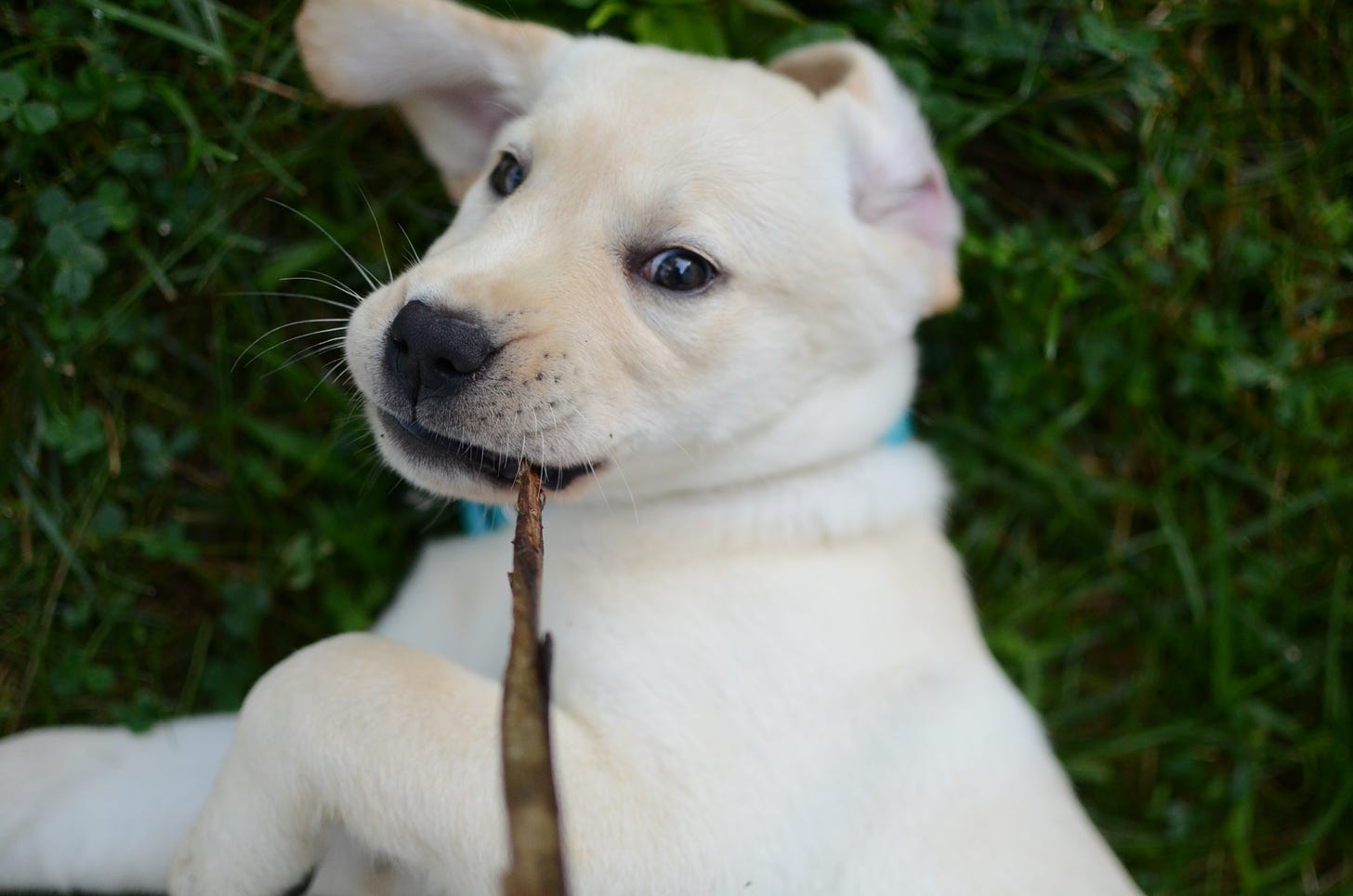 A yellow Labrador retriever puppy rests on her side and grabs the end of a stick. She's lounging in the green grass. 