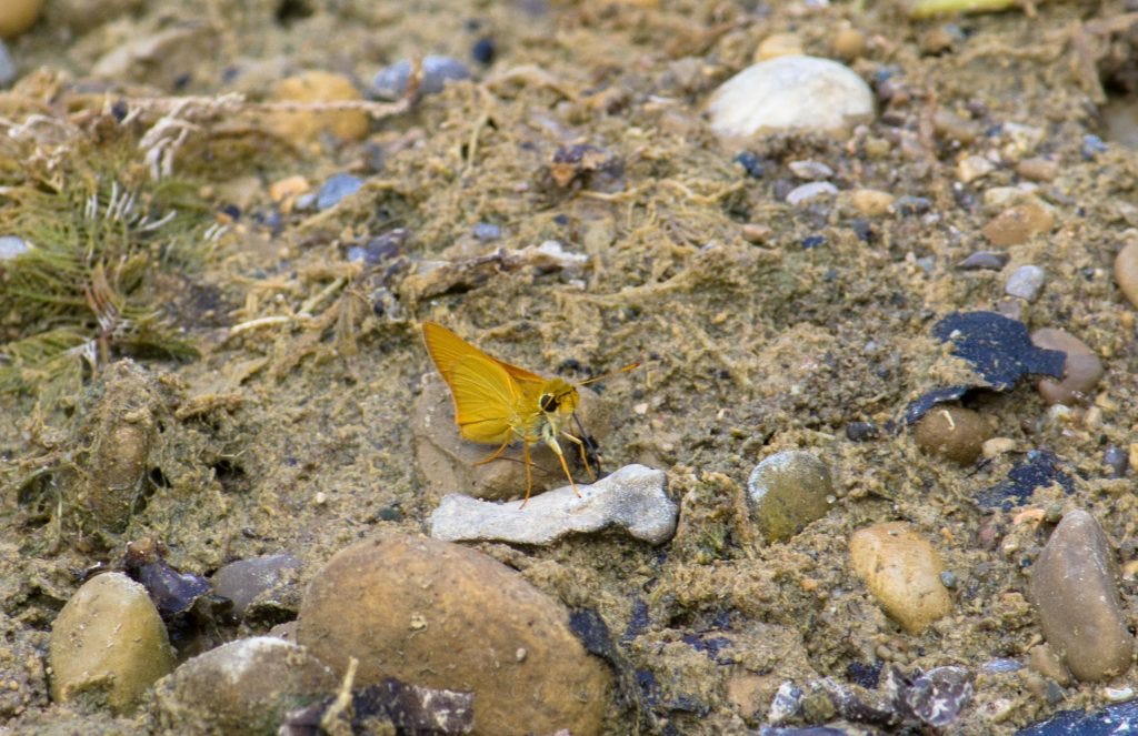 A Least Skipper (Ancyloxypha numitor) drinking in the moist margin of the pond. 