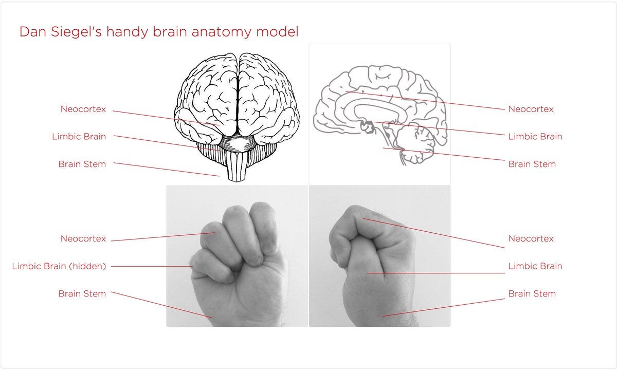 Brain Injury Matters on X: "When children are stressed or distressed they  are unable to learn. Dr Dan Siegel explains why, using the hand model of  the brain. @effectiveserv #ACEawareNI #braininjuryawareness Dr